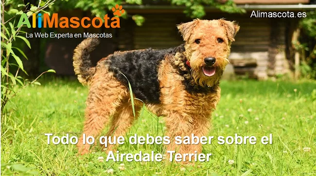 raza de perro Airedale Terrier historia características salud comportamiento