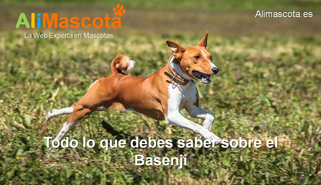 raza de perro Basenji historia características salud comportamiento