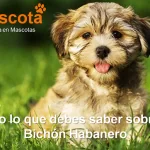raza de perro Bichón Habanero historia características salud comportamiento