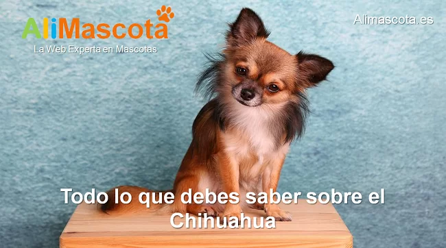 raza de perro Chihuahua historia características salud comportamiento