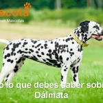 raza de perro Dálmata historia características salud comportamiento