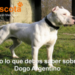 raza de perro Dogo Argentino historia características salud comportamient