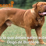 raza de perro Dogo de Burdeos historia características salud comportamiento