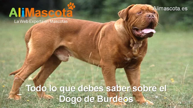 raza de perro Dogo de Burdeos historia características salud comportamiento