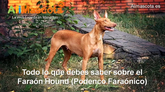 raza de perro Faraón Hound Podenco Faraónico historia características salud comportamiento
