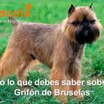 raza de perro Grifón de Bruselas historia características salud comportamiento