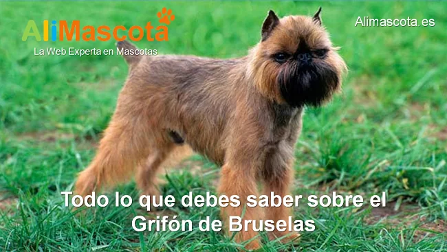 raza de perro Grifón de Bruselas historia características salud comportamiento