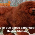 raza de perro Mastín Tibetano historia características salud comportamiento