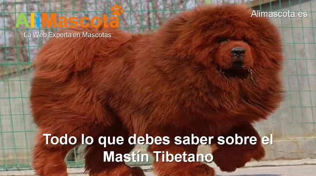 raza de perro Mastín Tibetano historia características salud comportamiento