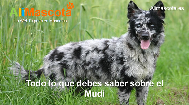 raza de perro Mudi historia características salud comportamiento