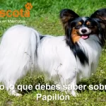 raza de perro Papillón historia características salud comportamiento