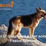 raza de perro Pastor Alemán historia características salud comportamiento