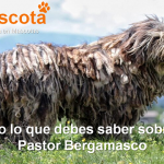raza de perro Pastor Bergamasco historia características salud comportamiento