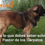 raza de perro Pastor de los Cárpatos historia características salud comportamiento