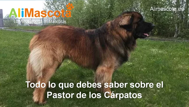 raza de perro Pastor de los Cárpatos historia características salud comportamiento