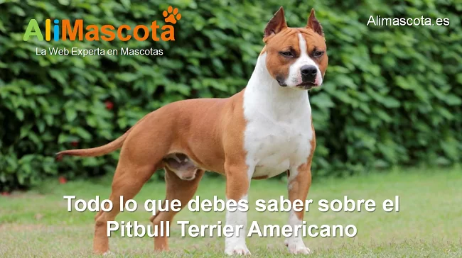 raza de perro Pitbull Terrier Americano características salud comportamiento