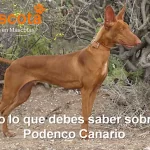 raza de perro Podenco Canario historia características salud comportamiento