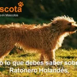 raza de perro Ratonero Holandés historia características salud comportamiento