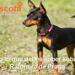 raza de perro Ratonero de Praga historia características salud comportamiento