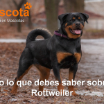 raza de perro Rottweiler historia características salud comportamiento