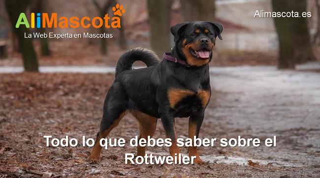 raza de perro Rottweiler historia características salud comportamiento