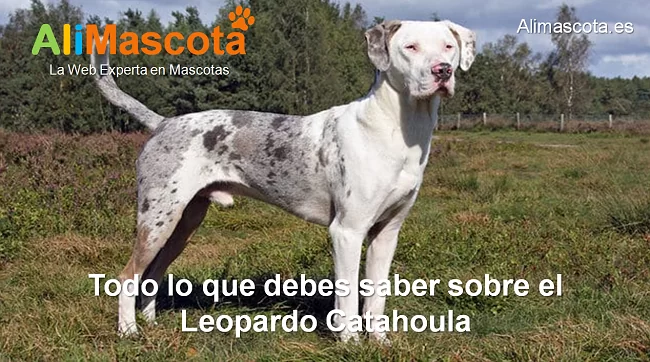 raza de perro leopardo catahoula historia características salud comportamiento