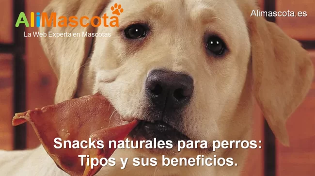 snacks naturales para perros tipos beneficios