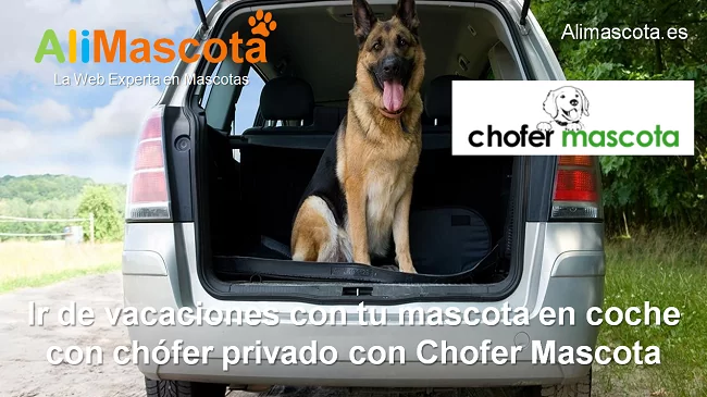 Ir de vacaciones con tu mascota en coche con chófer privado con Chofer Mascota