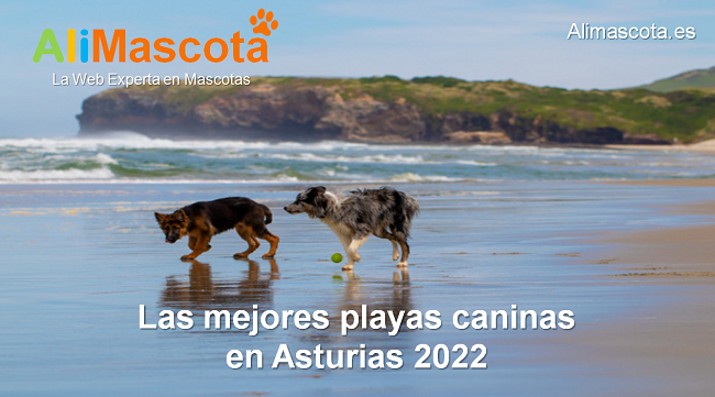 mejores playas para perros en Asturias