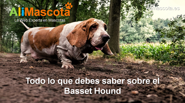 raza de perro Basset Hound historia características salud comportamiento
