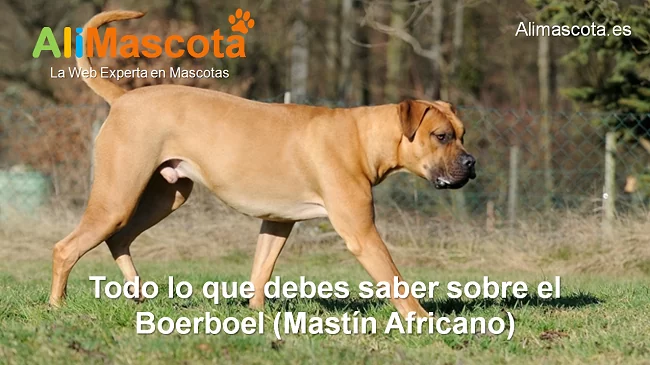 raza de perro Boerboel Mastín Africano historia características salud comportamiento