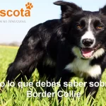 raza de perro border collie historia características salud comportamiento