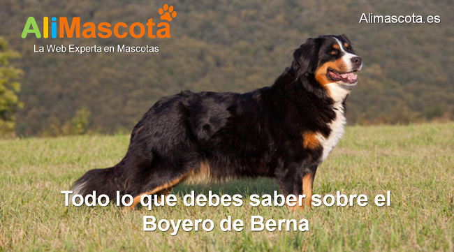 raza de perro Boyero de Berna historia características salud comportamiento