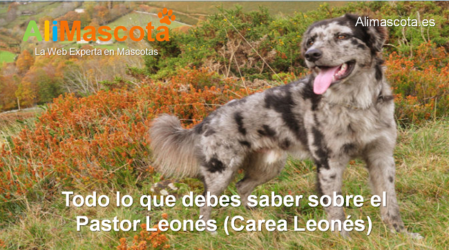 raza de perro Pastor Carea Leonés historia características salud comportamiento