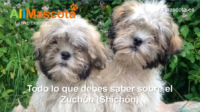 raza de perro Zuchón Shichón historia características salud comportamiento