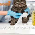 se puede echar Betadine a un gato