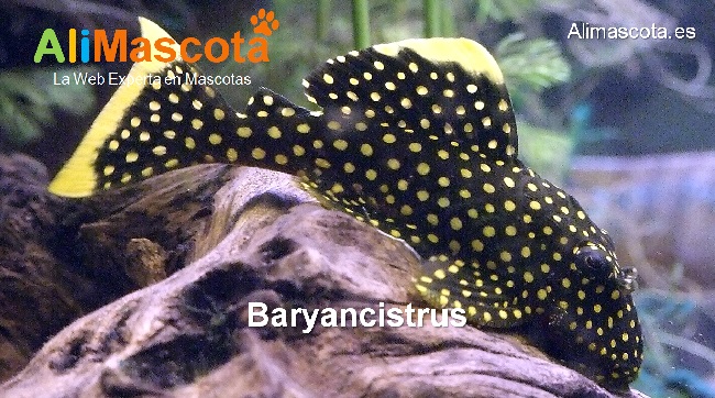 Baryancistrus
