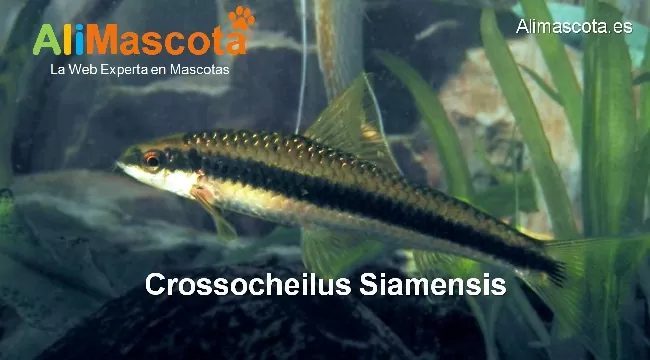 Crossocheilus Siamensis 