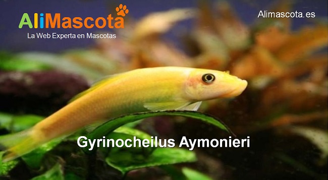 Gyrinocheilus Aymonieri chupa algas chino