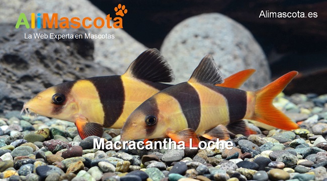 Macracantha Loche Payaso Locha