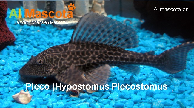 Pleco Hypostomus Plecostomus