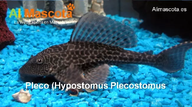 Pleco Hypostomus Plecostomus
