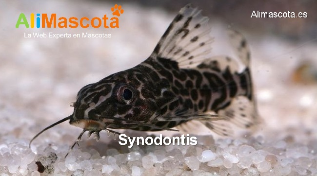 Synodontis
