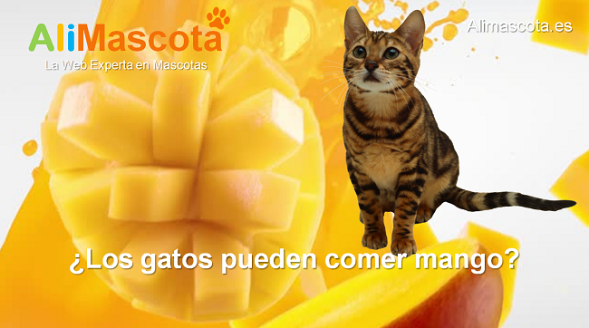 los gatos pueden comer mango