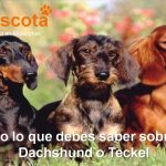 raza de perro Dachshund Teckel historia características salud comportamiento