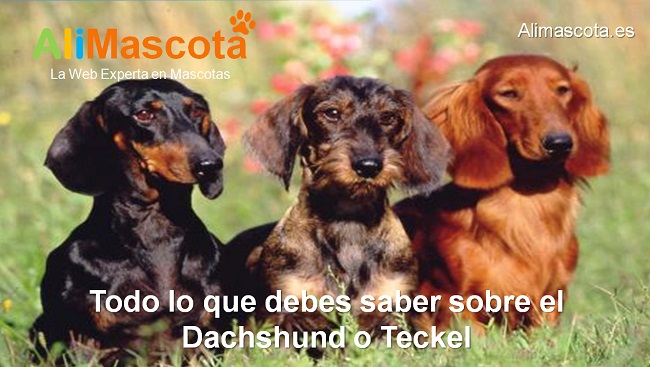 raza de perro Dachshund Teckel historia características salud comportamiento