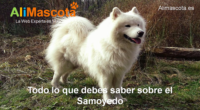 raza de perro Samoyedo historia características salud comportamiento