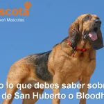raza de perro San Huberto Bloodhound historia características salud comportamiento
