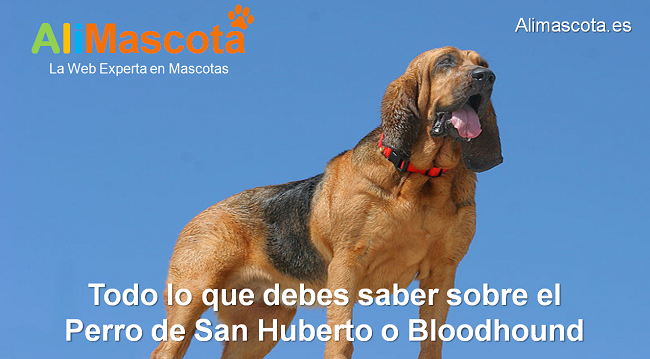 Todo lo que debes saber sobre el Perro de San Huberto o Bloodhound