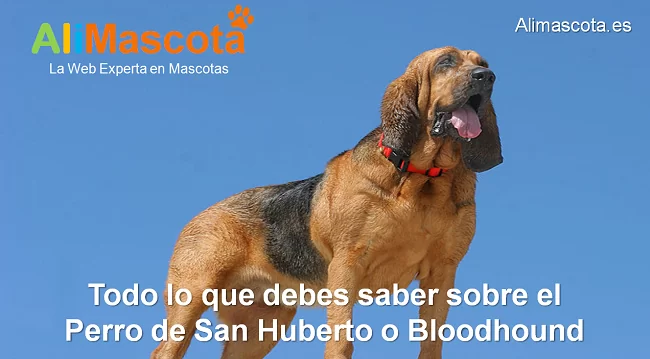 raza de perro San Huberto Bloodhound historia características salud comportamiento